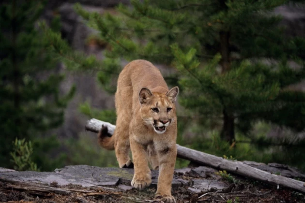 mountain lion mountain lion