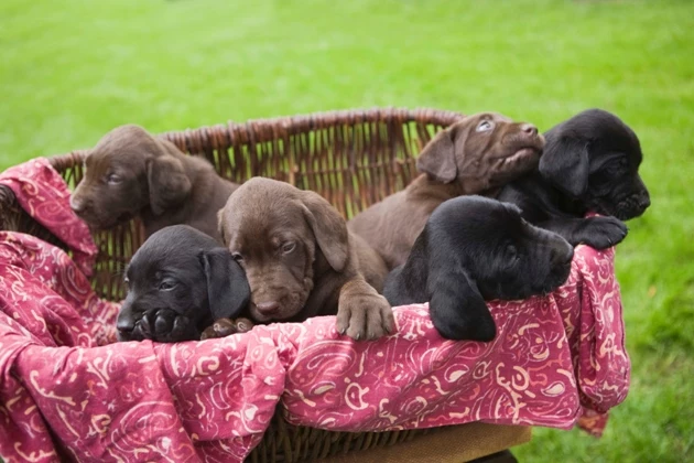 Puppies Jupiterimages Roadside puppy sales illegal in Missoula