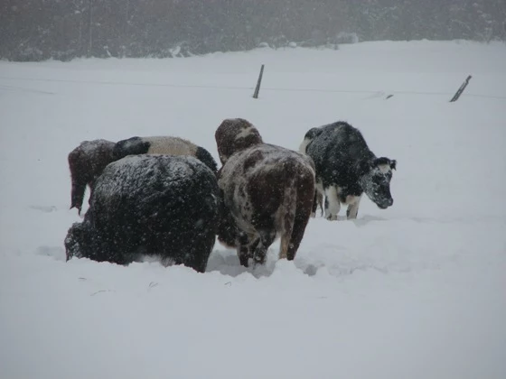 Cattle Rescued Cattle Rescued