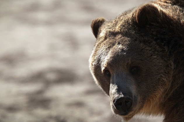 Grizzly Bear Grizzly Bear
