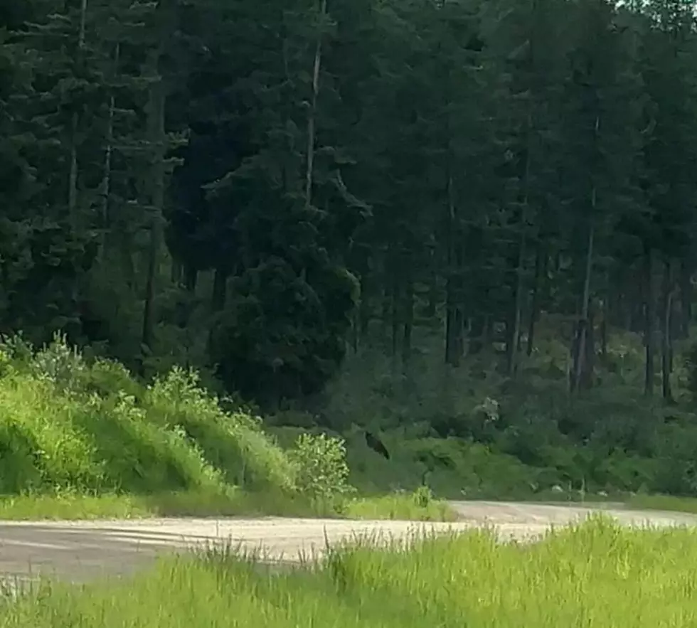 Black Bear Spotted Up Pattee Canyon