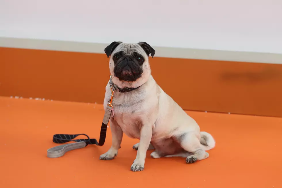 How Much Are We Spending on Our Pets?