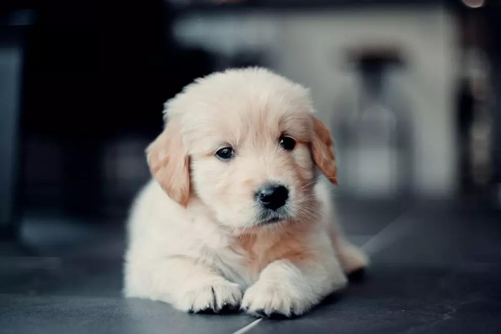 Montana Has Higher Percentage of Puppy Scams Than Any Other State