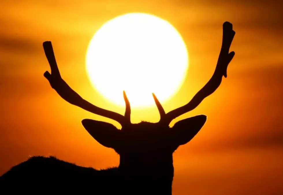 Albino Deer Appear Near Billings, FWP Says They Are OK to Hunt