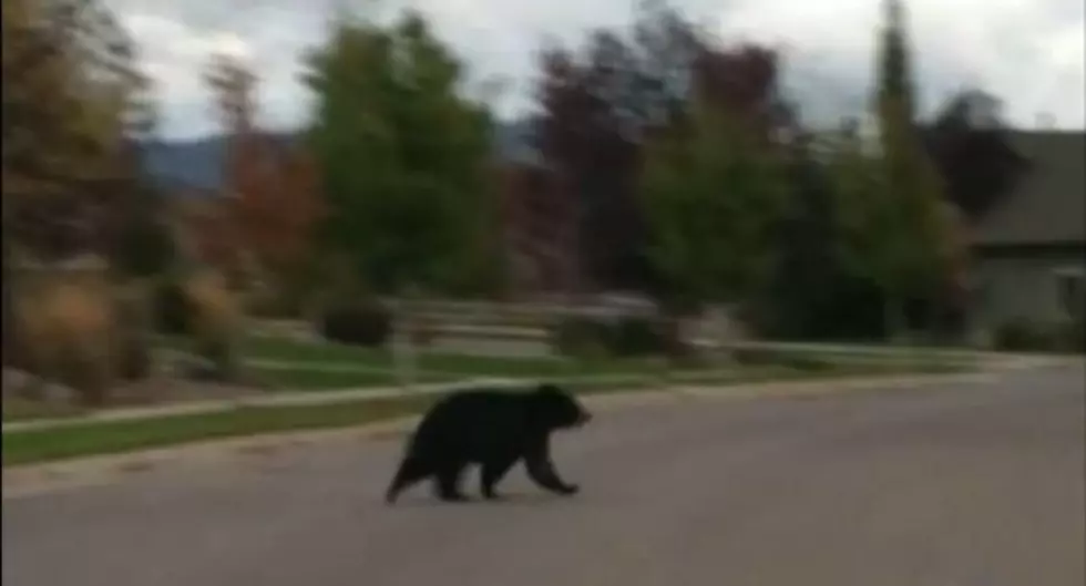 Lolo Peak Fire Helped Turn Lolo Bears Into Garbage Hunters