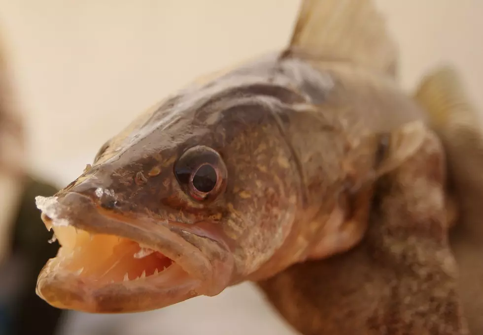 Biologists Discover Source of Illegal Swan Lake Walleye, $35,000 Reward for Information