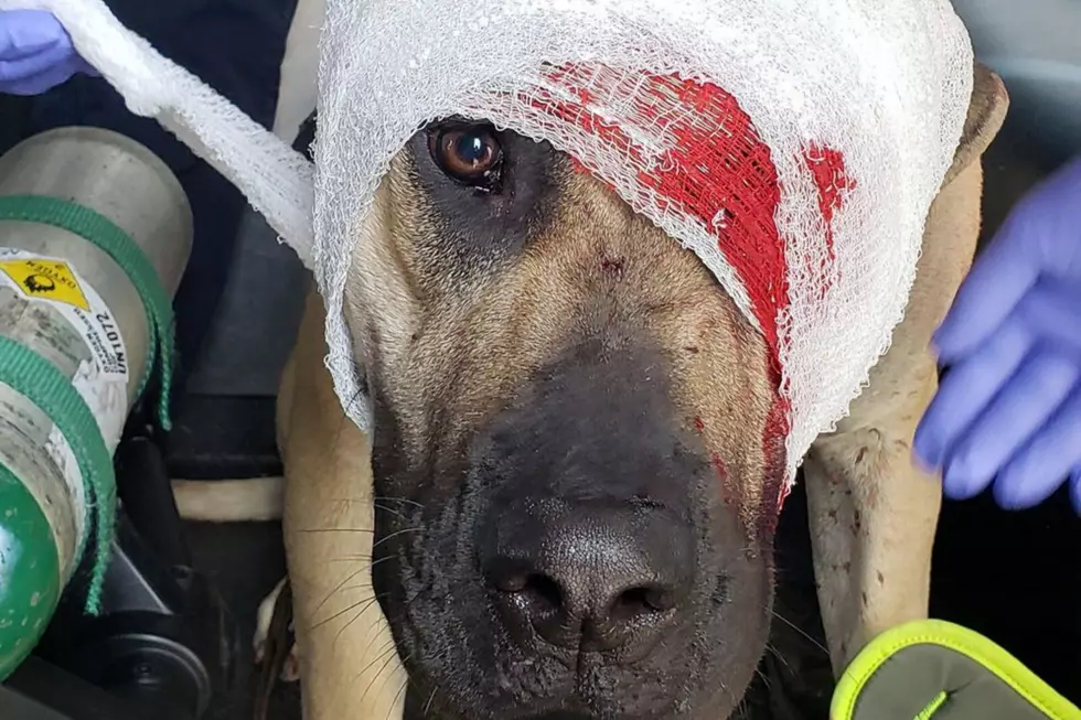 Good Samaritan Finds Dog That was Ejected in a Rollover Crash on I-90