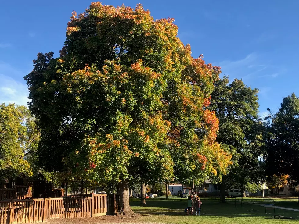 Missoula Says ‘Tree Tapping’ City-Owned Maples is Illegal