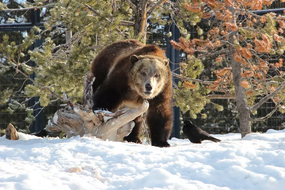 Glacier Hiker Killed in Bear Encounter; 1st Death in 25 Years