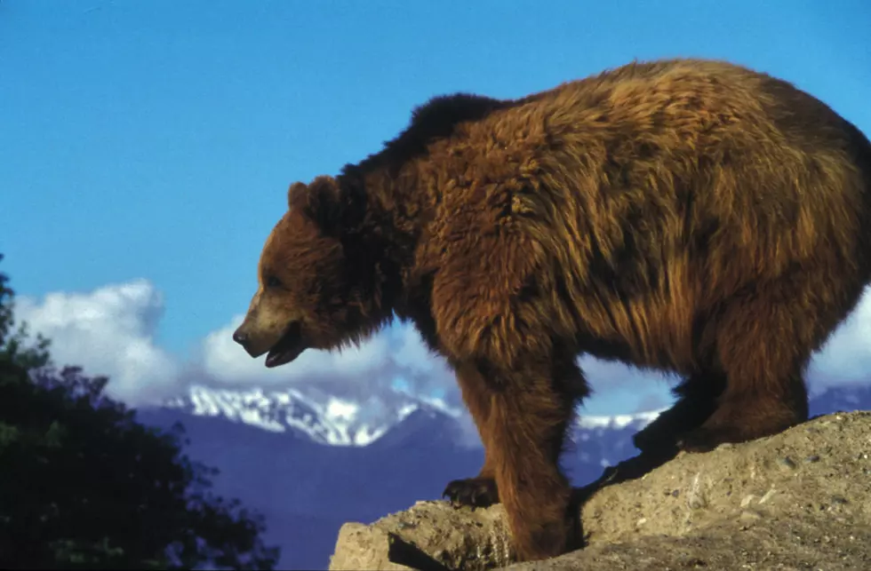 If You’re Concerned About Big Bitterroot Bears, Speak Up Montanans