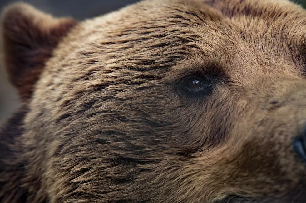 Grizzly Encounters Spiking in Montana