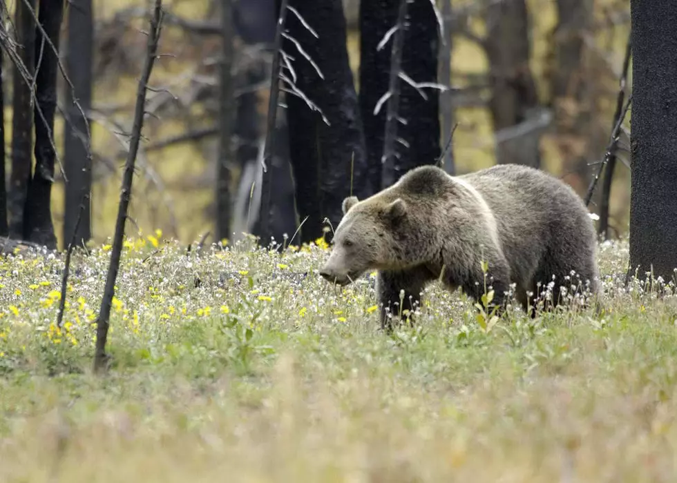 Grizzly De-listing Argument Raised Again in Montana