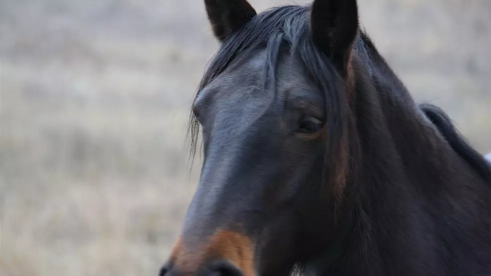 Missoula County Sets Hearing on Feral Horses