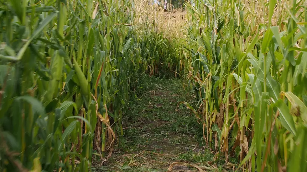 Take a Sneak Peak Into the 2016 Missoula Maze